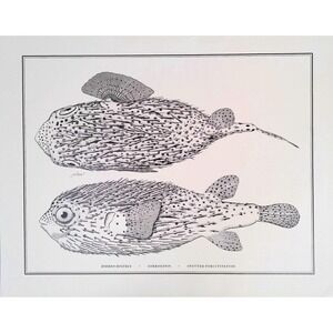 1985 Spotted Porcupine Fish Wall Art Print J Orellana Vintage Book Plate 11x14